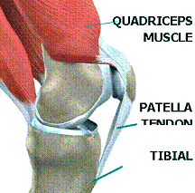 Patella Tendon Diagram - Image from physioworks.com.au - Image for Educational and Informative purposes only
